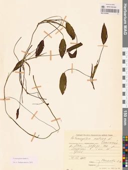 MAG 0020806