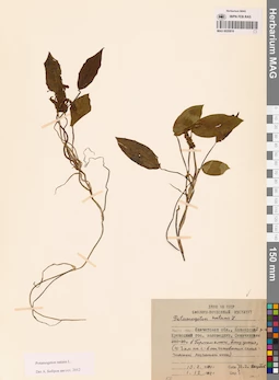 MAG 0020816