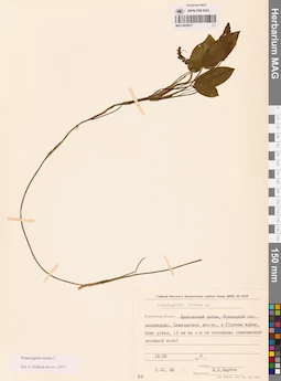 MAG 0020817