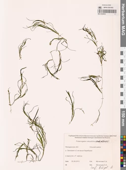 MAG 0020832