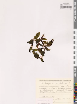 MAG 0020841