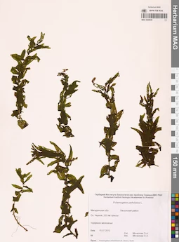 MAG 0020846