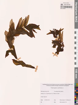 MAG 0020848