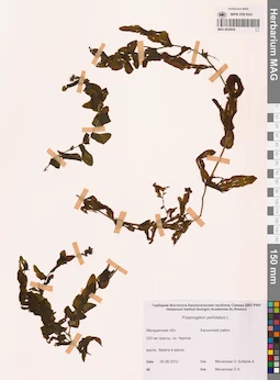 MAG 0020850