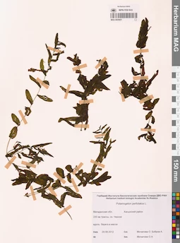 MAG 0020851