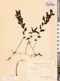 MAG 0020852