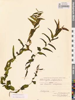 MAG 0020853