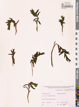 MAG 0020854