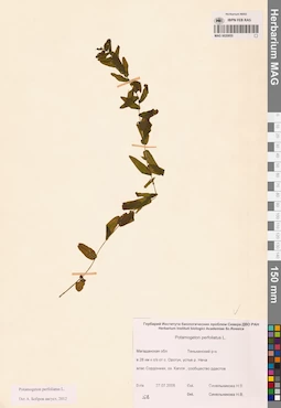 MAG 0020855