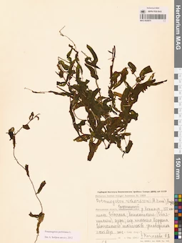 MAG 0020870