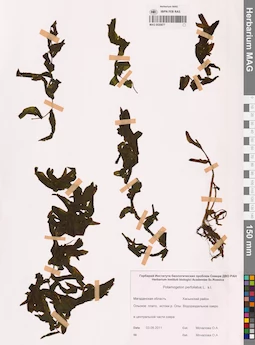 MAG 0020877