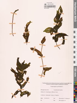 MAG 0020880