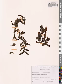 MAG 0020881