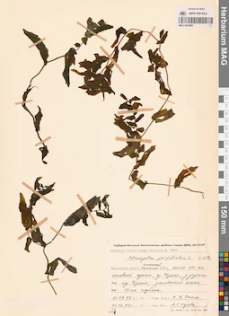 MAG 0020885