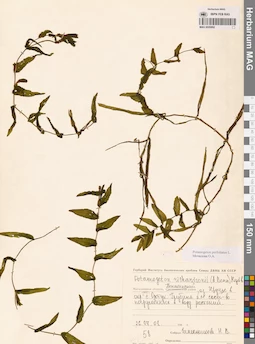 MAG 0020892