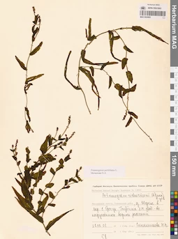 MAG 0020893