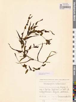 MAG 0020894