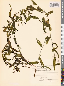 MAG 0020895
