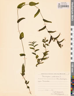 MAG 0020897
