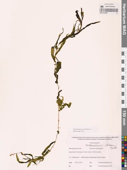 MAG 0020898