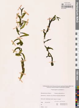 MAG 0020899