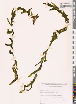MAG 0020926