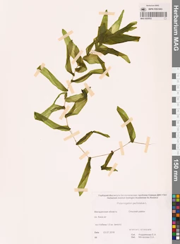 MAG 0020932