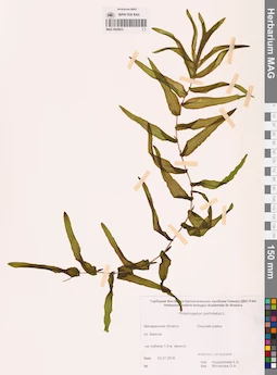 MAG 0020933