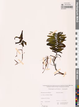 MAG 0020934