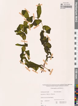 MAG 0020936