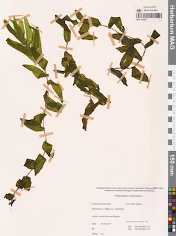 MAG 0020937