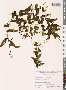 MAG 0020939