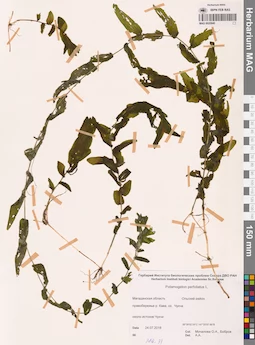 MAG 0020940