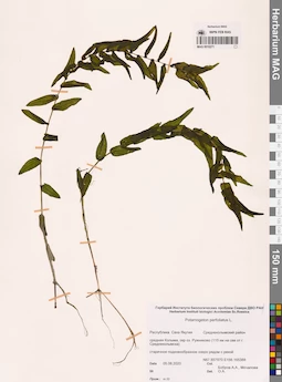 MAG 0010271
