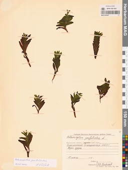 MAG 0020847