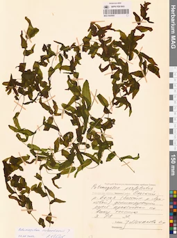 MAG 0020900