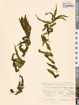 MAG 0020902