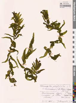 MAG 0020903