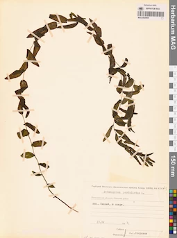 MAG 0020904