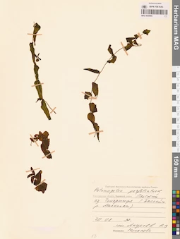 MAG 0020905