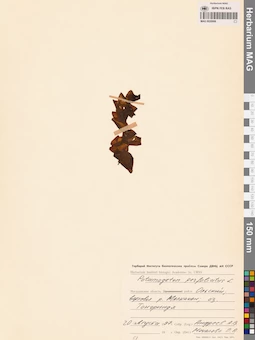 MAG 0020906