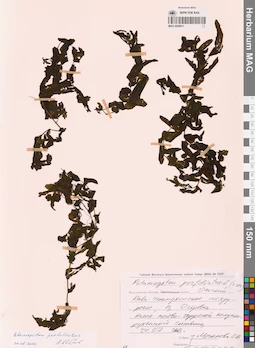 MAG 0020911