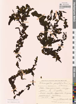 MAG 0020912