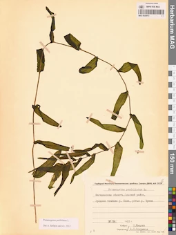 MAG 0020913