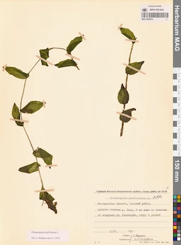 MAG 0020914