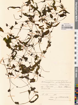 MAG 0020916
