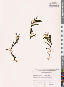 MAG 0020918