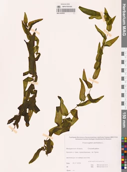 MAG 0020928