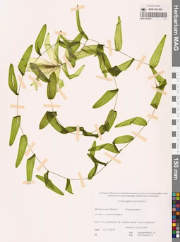 MAG 0020931