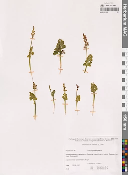 MAG 0021040